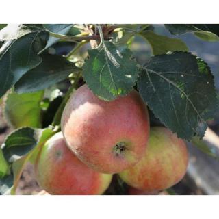 'Pomforyou' (syn.: 'Lancelot') oszlopos almafa (konténeres) - MM106 alanyon