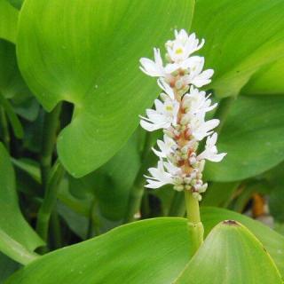 Pontaderia cordata 'Alba' – Fehér sellővirág