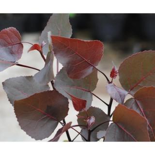 Populus deltoides 'Purple Tower' - Oszlopos, vöröses-bordós levelű nyárfa