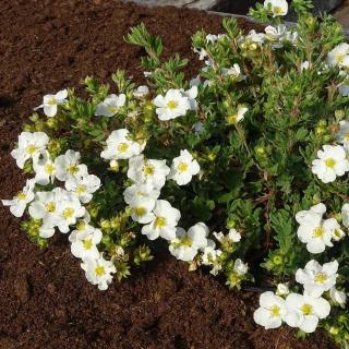 Potentilla fruticosa 'Bella Bianca'® (syn.: 'Hachbianca', 'Hachbell') – Cserjés pimpó