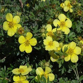 Potentilla fruticosa 'Goldstar' – Cserjés pimpó