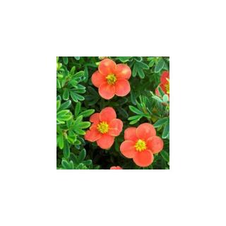Potentilla fruticosa 'Red'Issima' (syn. 'Minrouge01') – Cserjés pimpó