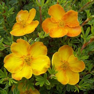 Potentilla fruticosa 'Sunset' – Cserjés pimpó