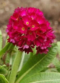 Primula denticulata 'Prom Deep Rose' – Gömbös kankalin