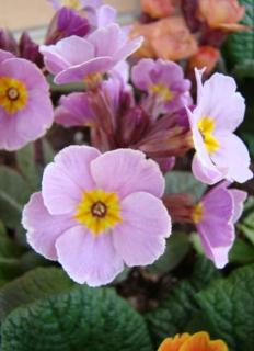 Primula elatior x veris 'Goldnugget Violet Shades' - (Tavaszi) kankalin