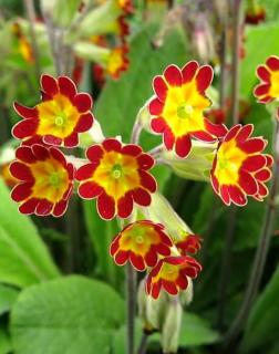 Primula veris 'Sunset Shades' – Tavaszi kankalin