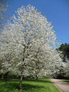 Prunus avium - Vadcseresznye