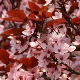 Prunus cerasifera 'Purpurea' – Vérszilva