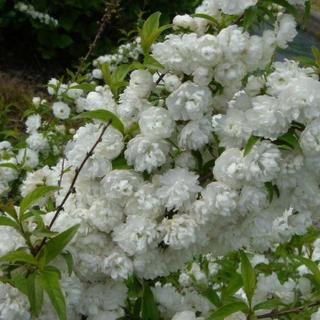 Prunus glandulosa 'Alboplena' (syn.: 'Alba Plena')  – Japán díszmeggy (szilvarózsa, fehér babarózsa)