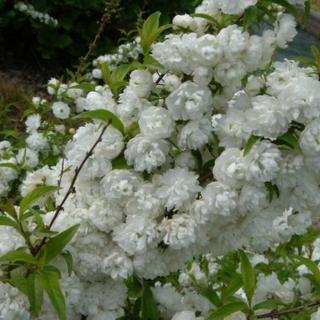 Prunus glandulosa 'Alboplena' (syn.: 'Alba Plena')  – Japán díszmeggy (szilvarózsa, fehér bazsarózsa)