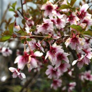 Prunus incisa 'February Red' – Fuji díszcseresznye