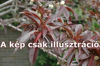 Prunus persica 'Roter Pumucki' - Őszibarack