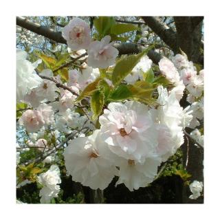 Prunus serrulata 'Shirotae' – Japán díszcseresznye