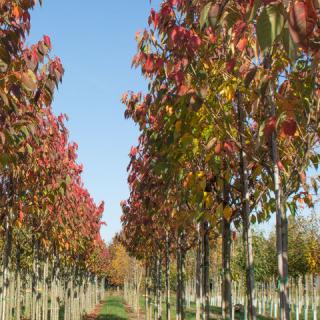 Prunus serrulata 'Sunset Boulevard' – Japán díszcseresznye