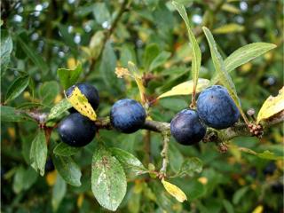 Prunus spinosa - Kökény