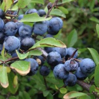 Prunus spinosa 'Zempléni' kökény (konténeres) - mirabolán alanyon
