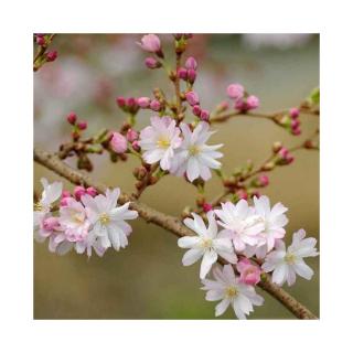 Prunus subhirtella 'Autumnalis' – Díszcseresznye