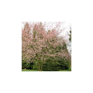 Prunus subhirtella 'Autumnalis Rosea' – Díszcseresznye