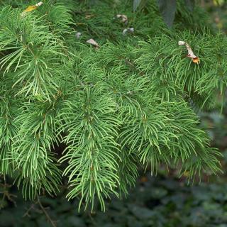 Pseudolarix amabilis – Kínai aranyfenyő