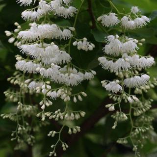 Pterostyrax corymbosa – Epaulette fa