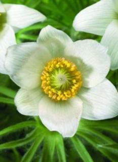 Pulsatilla vulgaris 'Pinwheel White' - Fehér nyugati kökörcsin