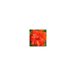 Punica granatum 'Maxi Rubra' - Teltvirágú dísz-gránátalma