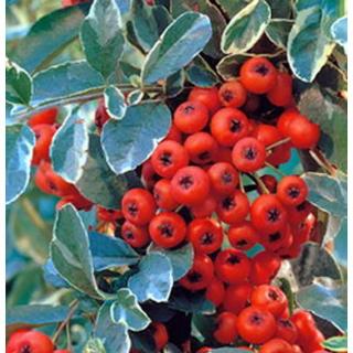 Pyracantha 'Mohave Silver' – Tűztövis