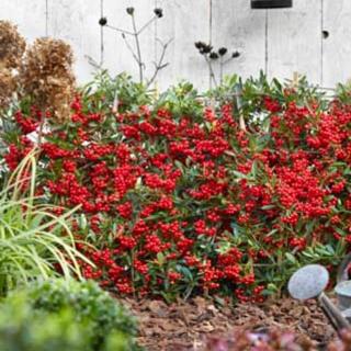 Pyracantha 'Red Star'® – Tűztövis