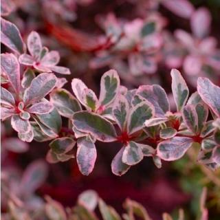 Pyracantha 'Sparkler (+0,50)' – Tűztövis