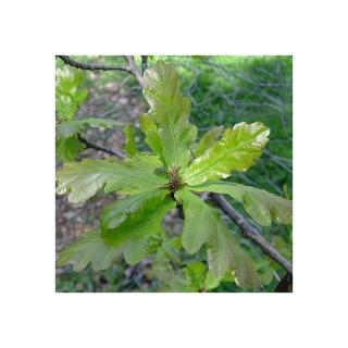 Quercus robur 'Cucullata' – Kocsányos tölgy