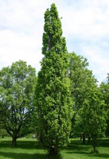 Quercus robur 'Fastigiata' - Kocsányos tölgy