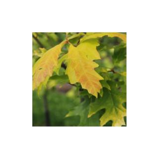 Quercus rubra (syn.: Quercus borealis) 'Boltes Gold' – Vörös tölgy