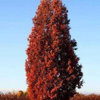 Quercus x bimundorum 'Crimson Spire' (syn.: 'Crimschmidt' ) – Tölgy