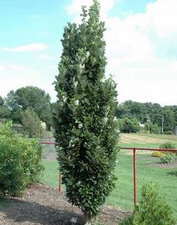 Quercus x warei 'Kindred Spirit' – Oszlopos hibrid tölgy