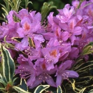 Rhododendron ponticum 'Variegatum' – Pontuszi havasszépe (lila)