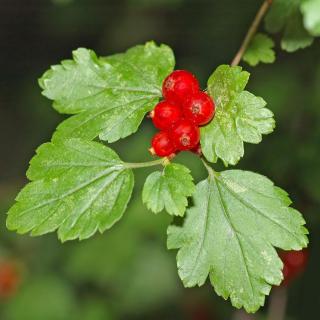 Ribes alpinum 'Schmidt' – Havasi ribiszke