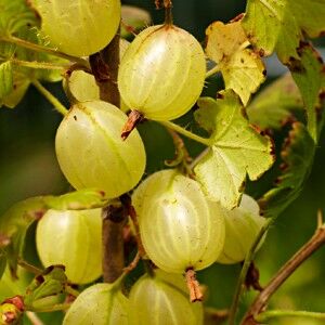 Ribes grossularia (syn.: Ribes uva-crispa) 'Hinnomaki' (Gelb/Gul) - Egres bokor (sárga termésű)