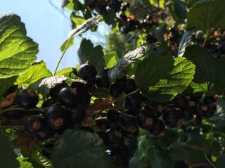 Ribes nigrum 'Aranka' (syn.:’Fertődi 11’) - Fekete ribizli