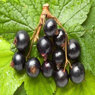 Ribes nigrum 'Ben Sarek' – Fekete ribizli