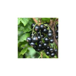 Ribes nigrum 'Little Black Sugar' – Balkon Feketeribizli