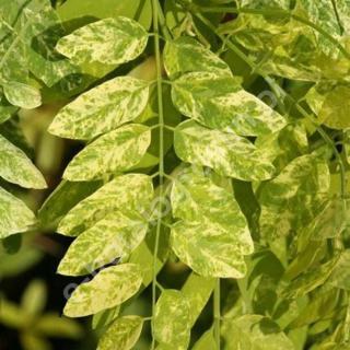 Robinia pseudoacacia 'Karolina Zamoyska' – Fehér akác