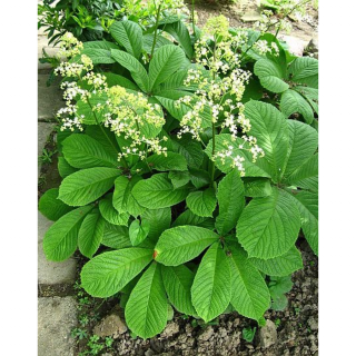 Rodgersia aesculifolia - Nagytermetű tópartifű