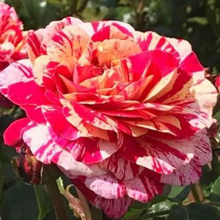 Rosa 'Abracadabra ®' - vörös - fehér - virágágyi floribunda rózsa