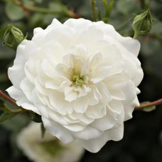 Rosa 'Alba Meillandina®' - fehér - apróvirágú - magastörzsű rózsafa