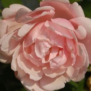 Rosa 'Albertine' - rózsaszín - apróvirágú - magastörzsű rózsafa