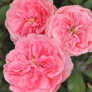 Rosa 'Allure™' - rózsaszín - virágágyi floribunda rózsa