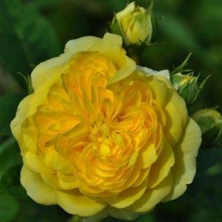 Rosa 'Anny Duprey®' - sárga - virágágyi grandiflora - floribunda rózsa