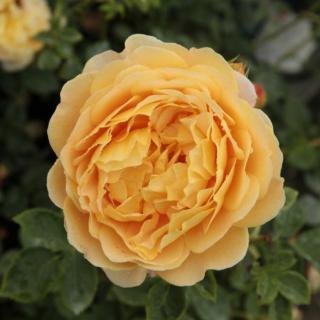 Rosa 'Ausgold' - sárga - angol rózsa