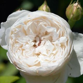 Rosa 'Auslevel' - fehér - angol rózsa