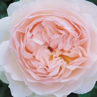 Rosa 'Ausreef' - rózsaszín - angol rózsa